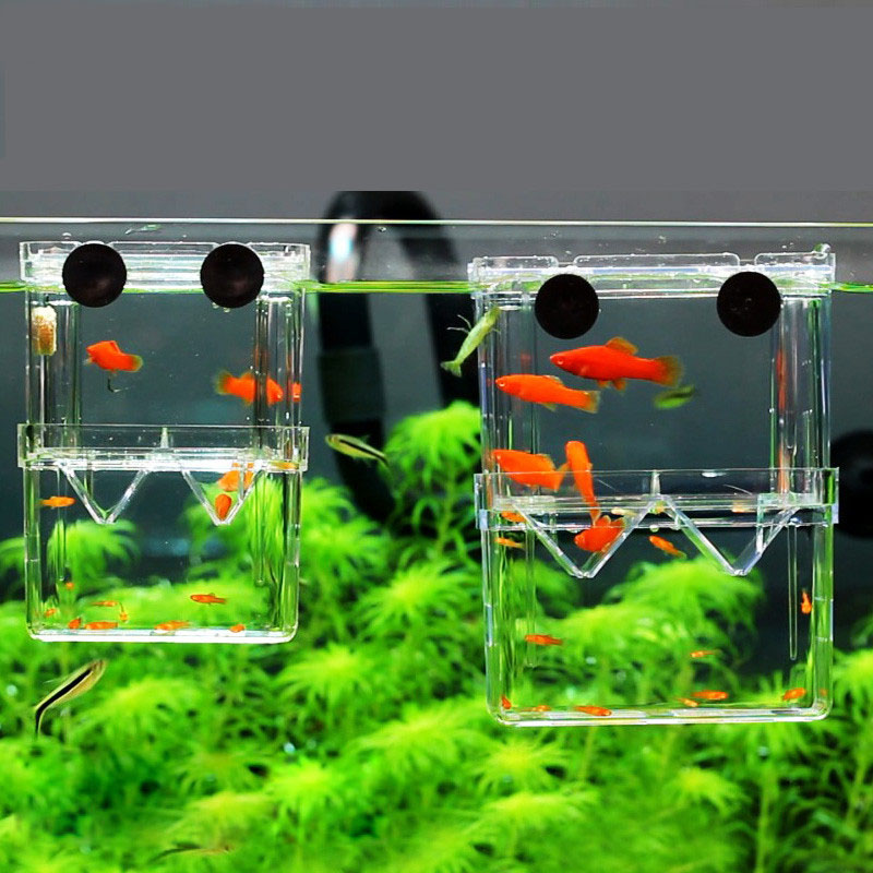 Aquarium Fish In Bowl - Peacock Fish Breeding Isolation Box Fish