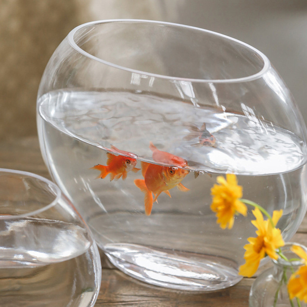 Aquarium Fish Goldfish - Elegant Clear Glass Fish Tank Strong