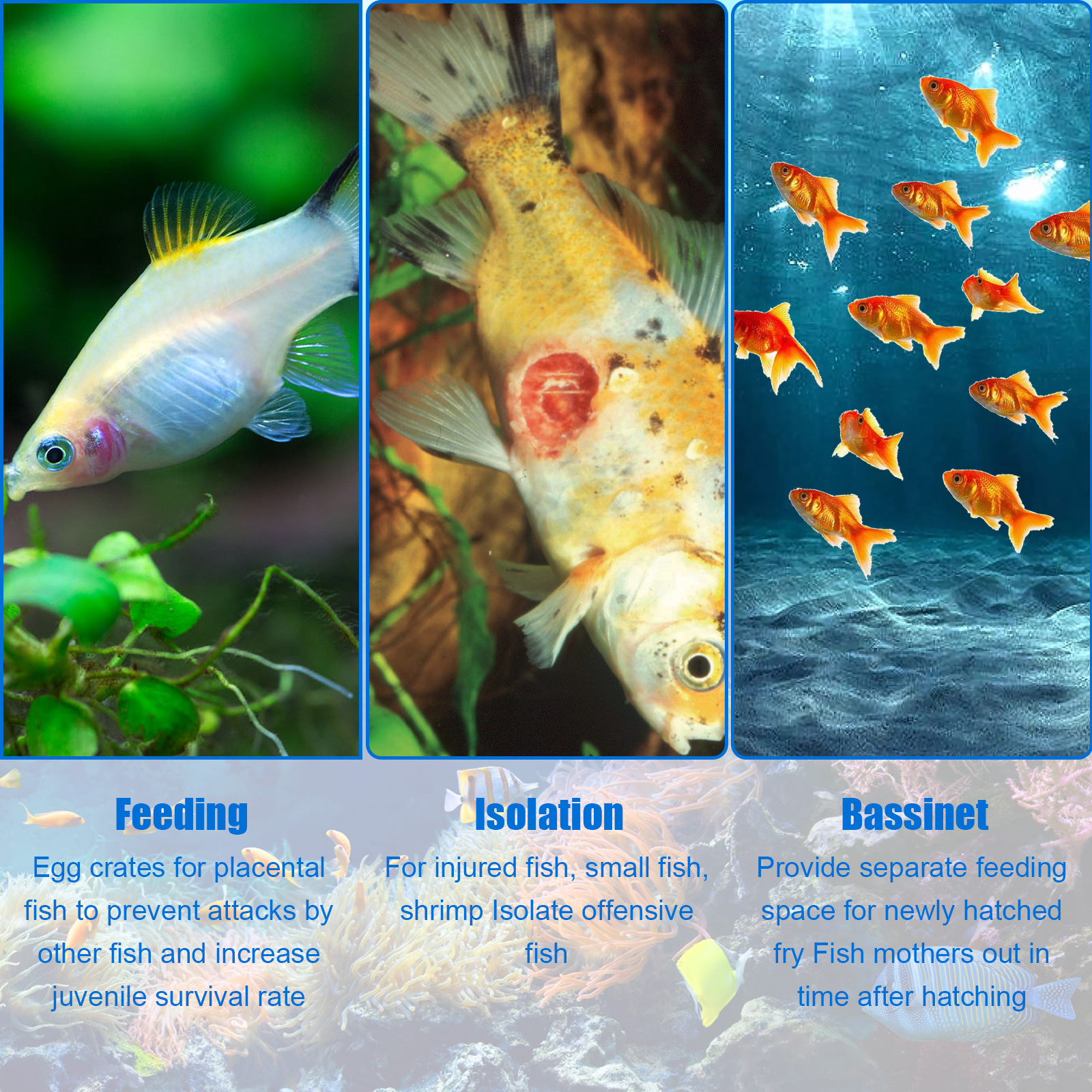 Aquarium Breeder Box Fish Bree - Aquarium Fish In Bowl recensione e prezzo