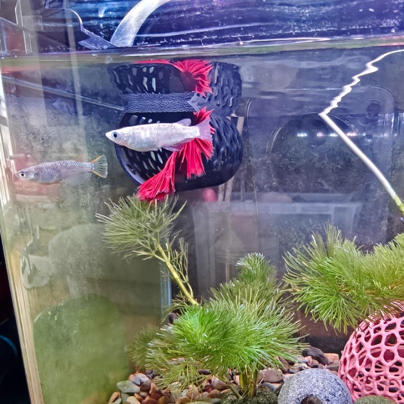 Floating Betta Hammock Tunnel, - Aquarium Fish Hide recensione e prezzo