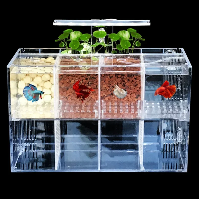 Acrylic Aquarium Isolation Fis - Aquarium Fish Goldfish recensione e prezzo