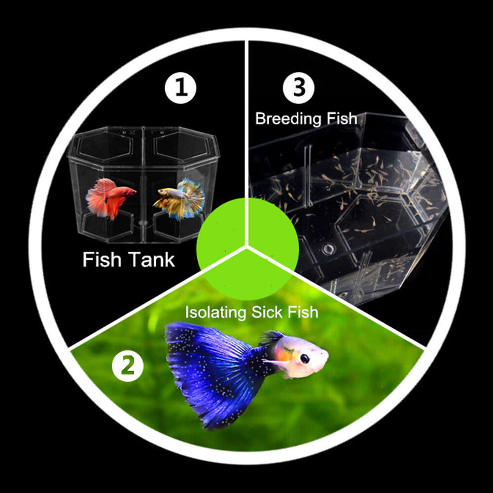 Acrylic Two Splits Guppy Fish  - Aquarium Fish In Bowl recensione e prezzo