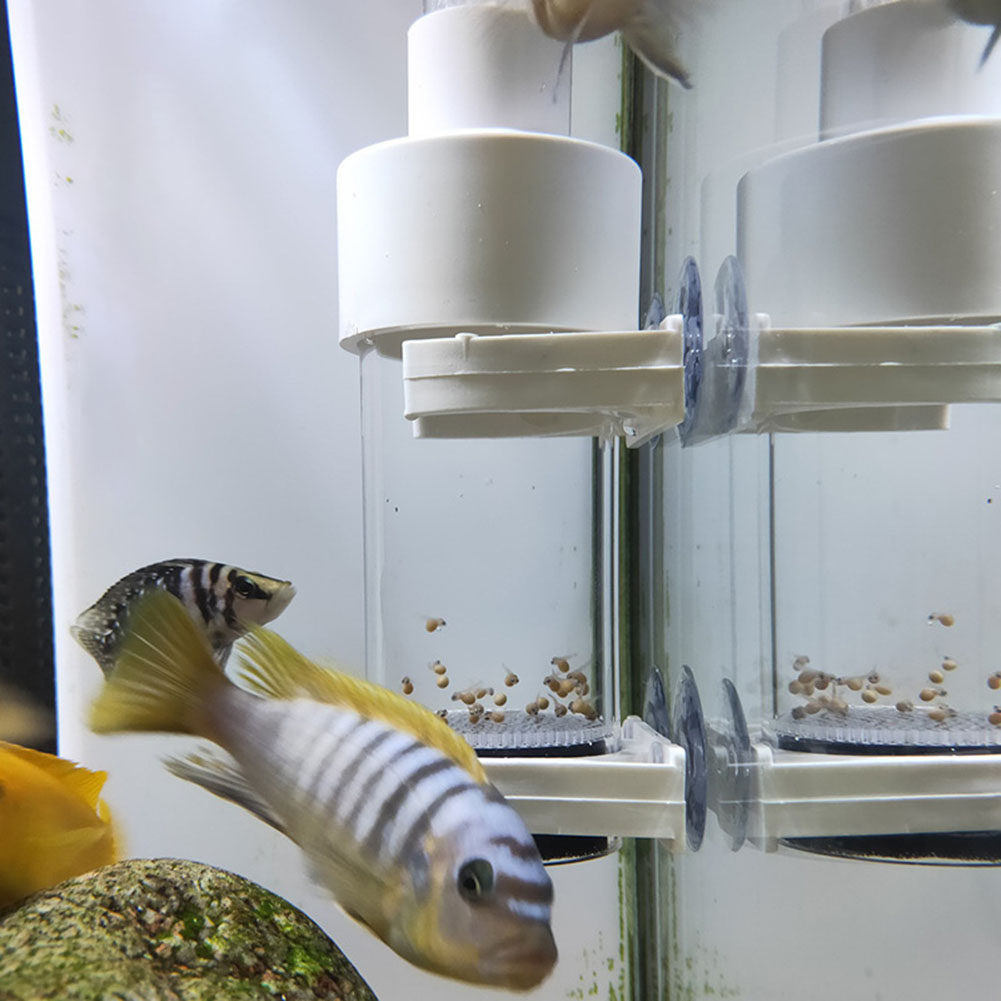 40mm Aquarium Cichlids Hatcher - Aquarium Fish Cichlid recensione e prezzo