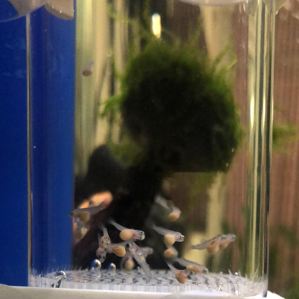 40mm Aquarium Cichlids Hatcher - Aquarium Fish Cichlid recensione e prezzo