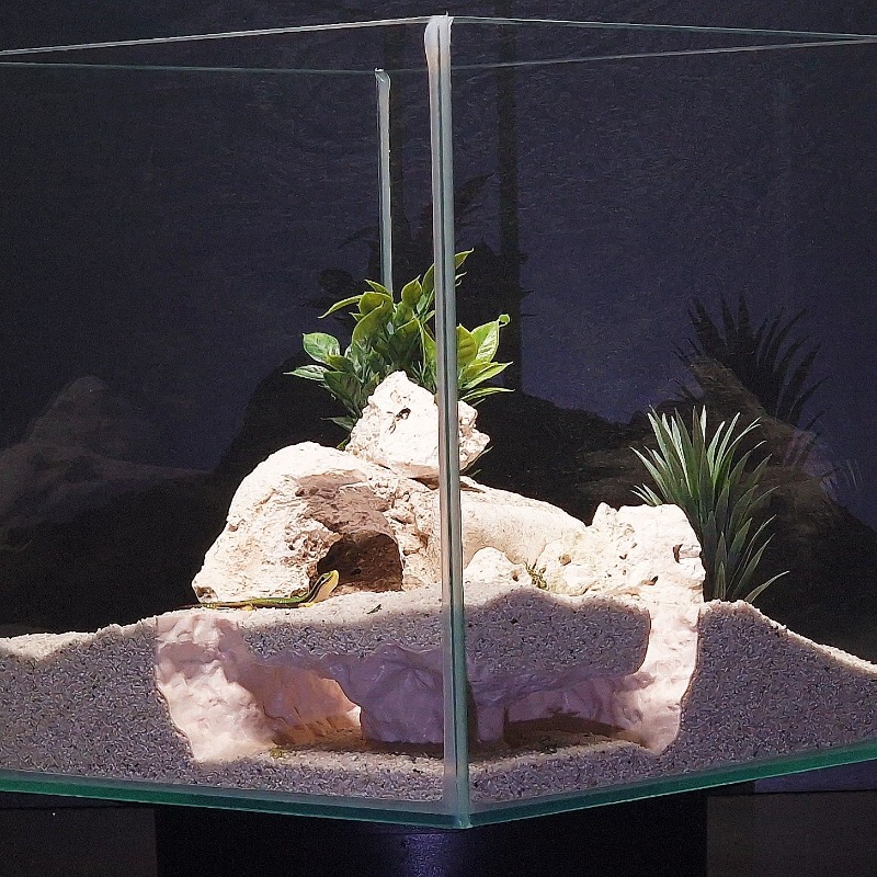 3DPrinted Fish Tank Tunnel She - Aquarium Fish Hide recensione e prezzo