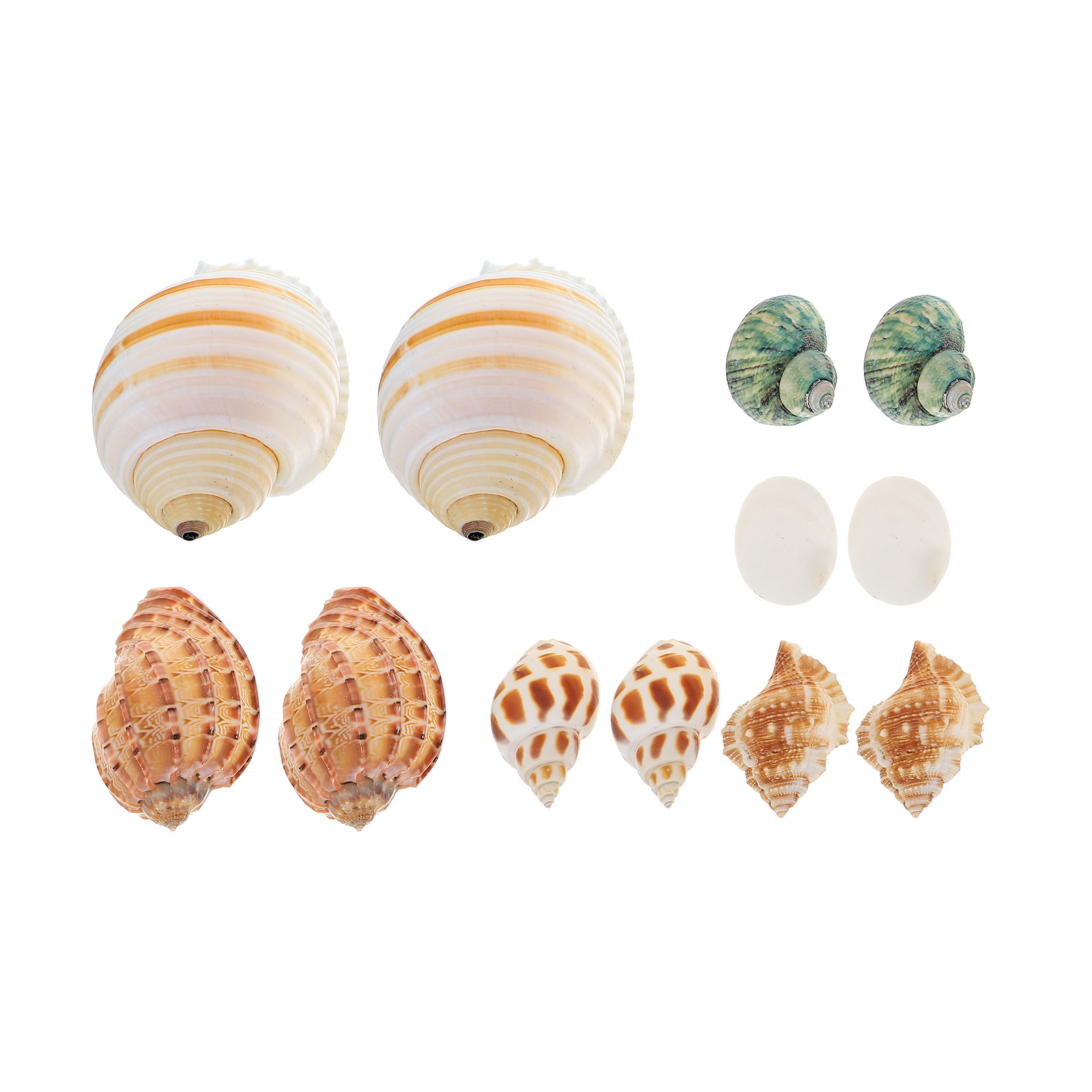 12Pcs Natural Shell Conch Fish - Aquarium Fish Unique recensione e prezzo