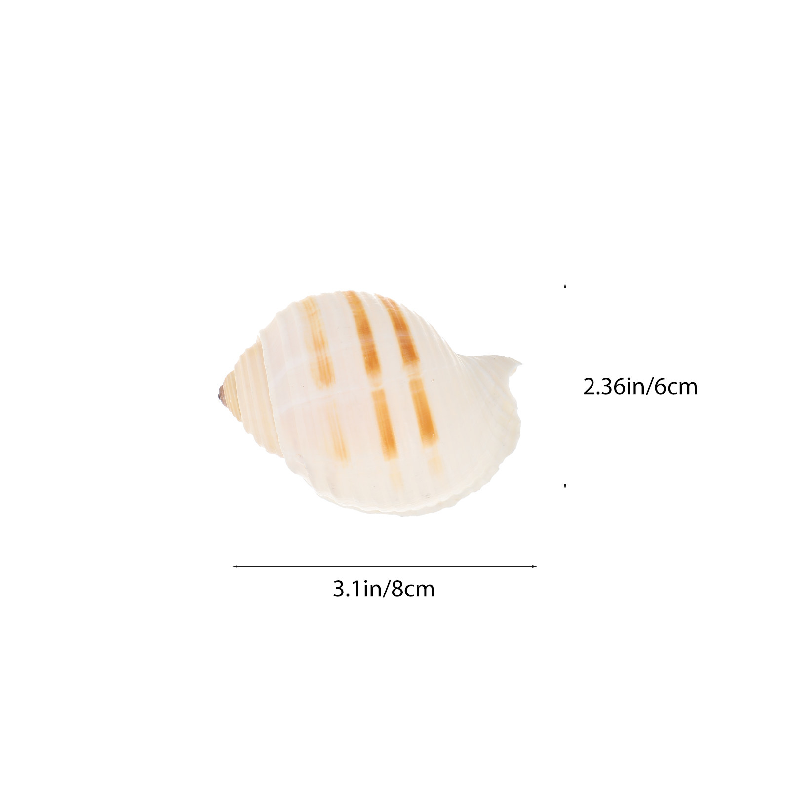 12Pcs Natural Shell Conch Fish - Aquarium Fish Unique recensione e prezzo