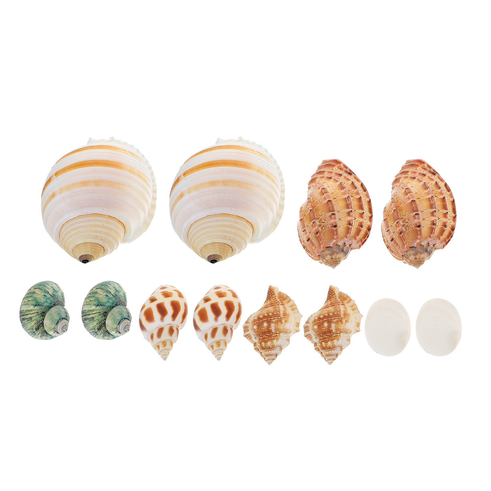 12Pcs Natural Shell Conch Fish - Aquarium Fish Unique recensione e prezzo